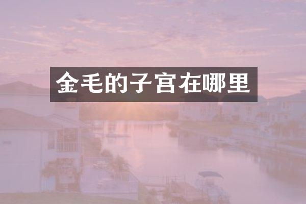 金毛的子宫在哪里