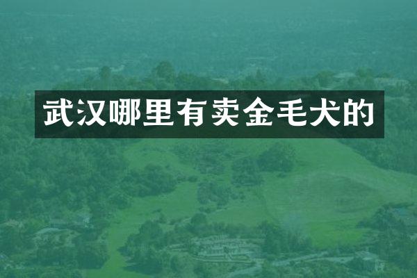 武汉哪里有卖金毛犬的