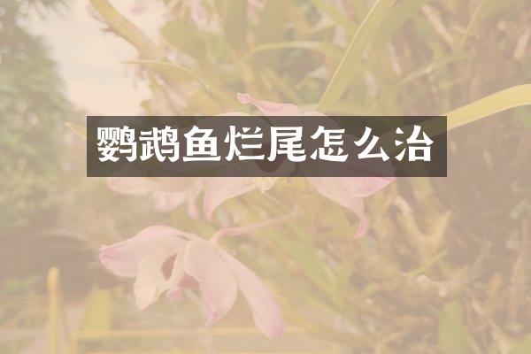 鹦鹉鱼烂尾怎么治