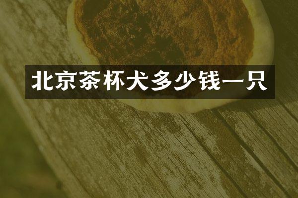 北京茶杯犬多少钱一只