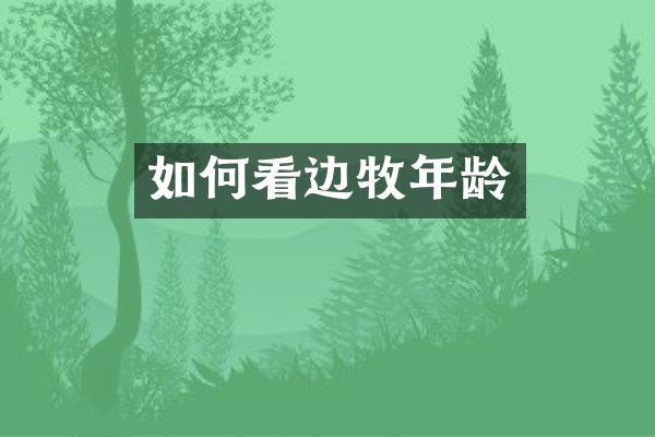 如何看边牧年龄