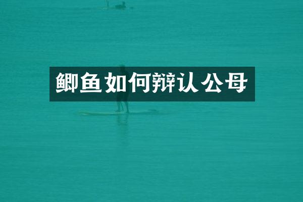 鲫鱼如何辩认公母