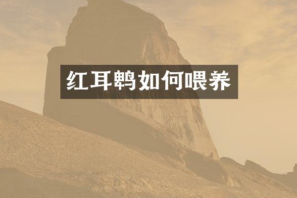 红耳鹎如何喂养