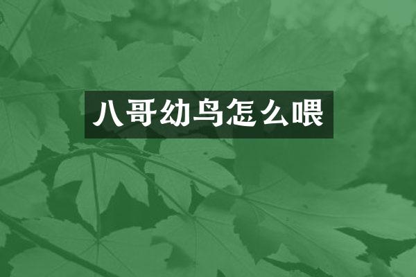 八哥幼鸟怎么喂