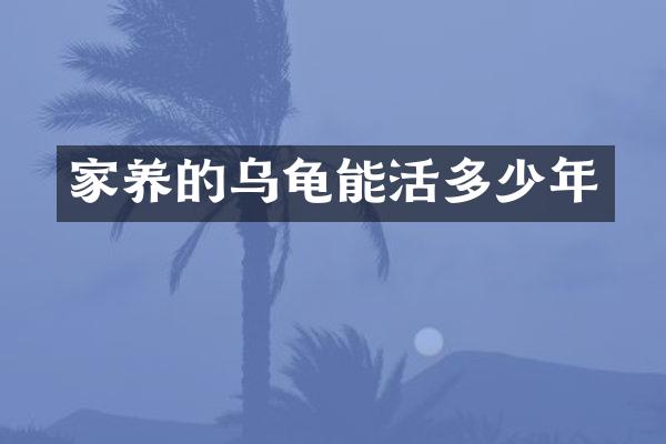 家养的乌龟能活多少年