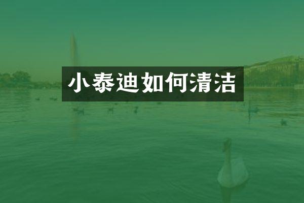 小泰迪如何清洁