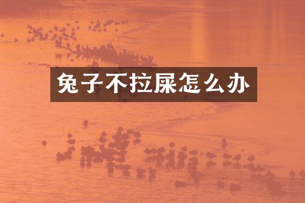 兔子不拉屎怎么办