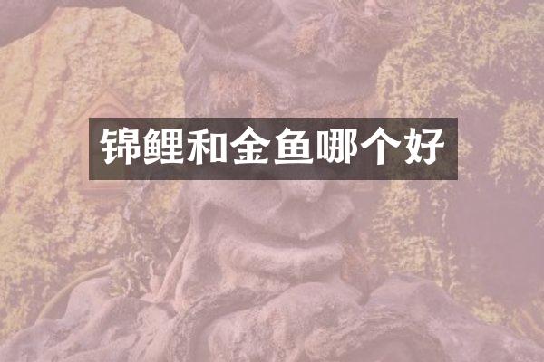 锦鲤和金鱼哪个好