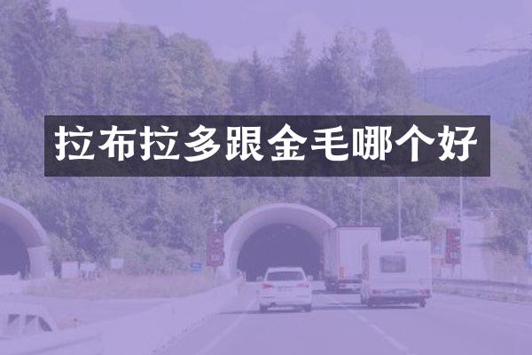 拉布拉多跟金毛哪个好