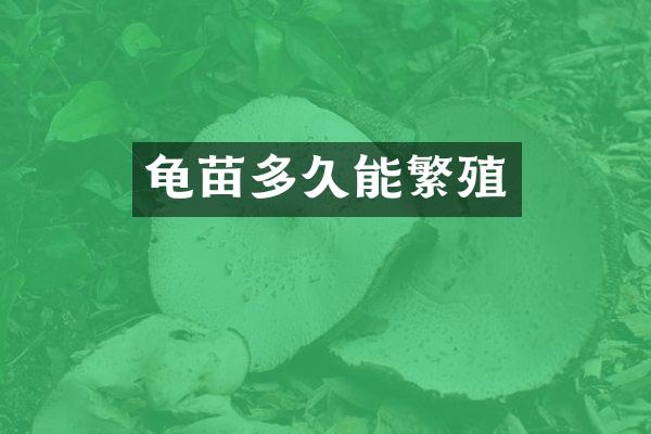 龟苗多久能繁殖