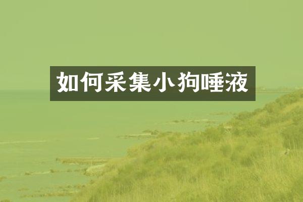 如何采集小狗唾液