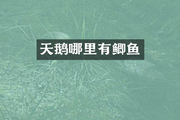 天鹅哪里有鲫鱼