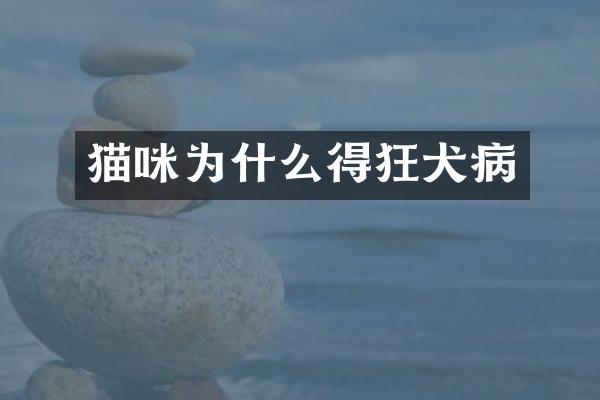 猫咪为什么得狂犬病