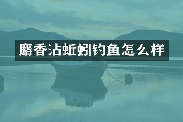 麝香沾蚯蚓钓鱼怎么样