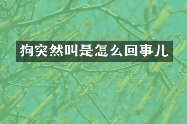 狗突然叫是怎么回事儿