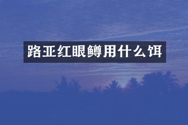 路亚红眼鳟用什么饵