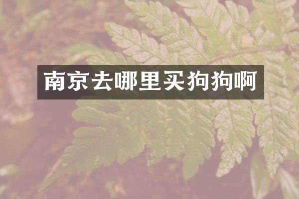 南京去哪里买狗狗啊
