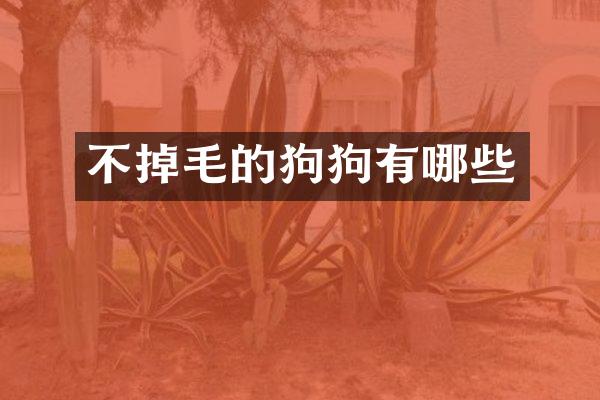 不掉毛的狗狗有哪些