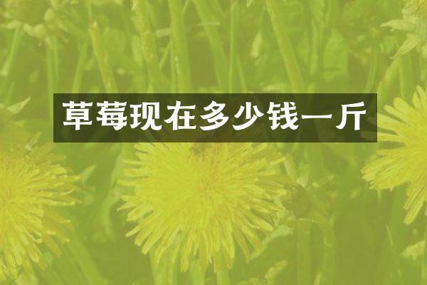 草莓现在多少钱一斤