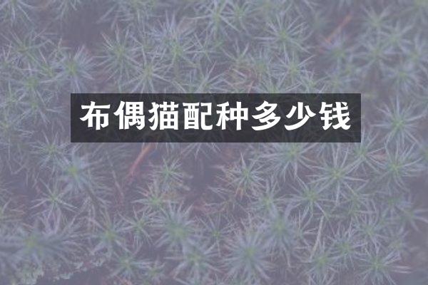 布偶猫配种多少钱