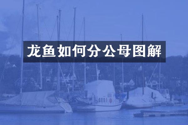龙鱼如何分公母图解
