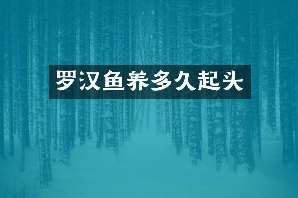 罗汉鱼养多久起头