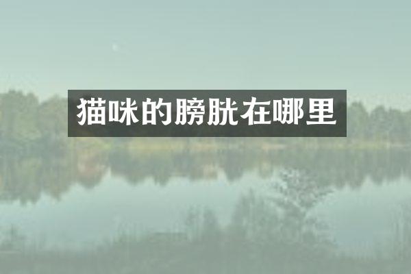 猫咪的膀胱在哪里