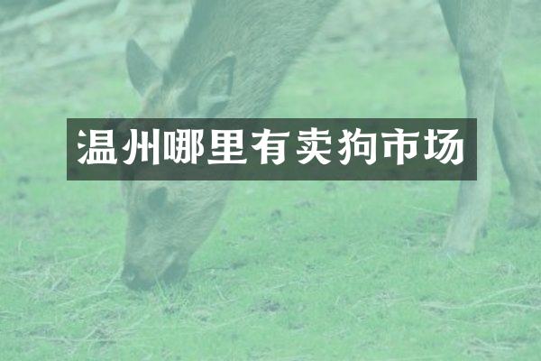 温州哪里有卖狗市场
