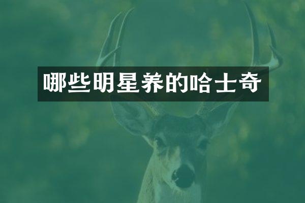 哪些明星养的哈士奇