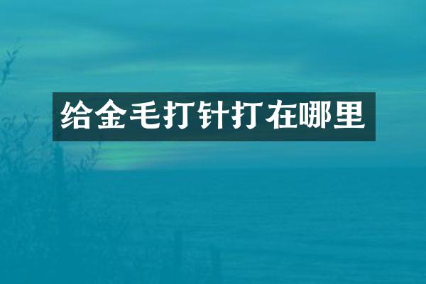 给金毛打针打在哪里