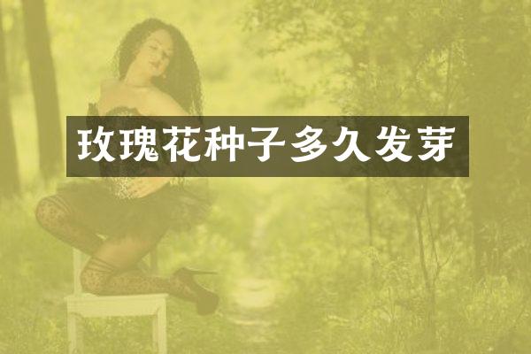 玫瑰花种子多久发芽