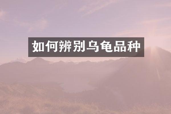 如何辨别乌龟品种