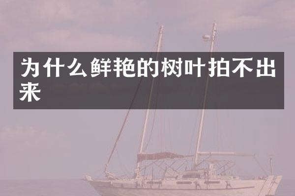 为什么鲜艳的树叶拍不出来
