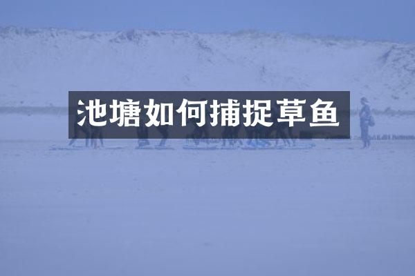 池塘如何捕捉草鱼