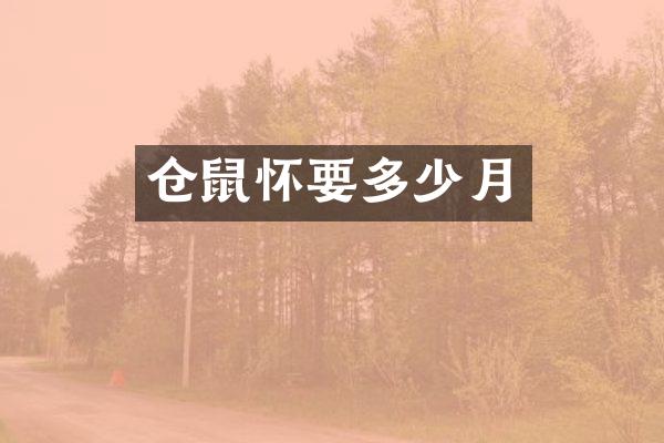 仓鼠怀要多少月