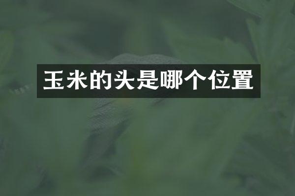 玉米的头是哪个位置