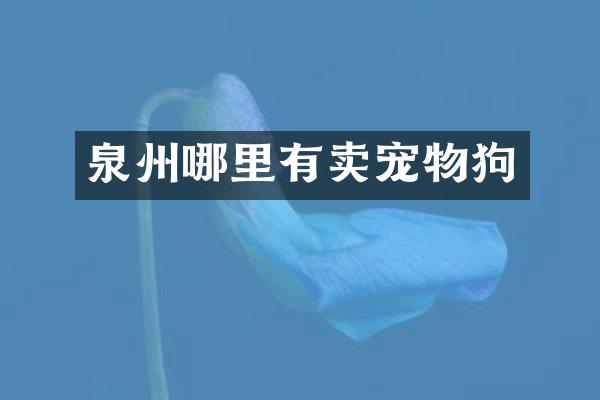 泉州哪里有卖宠物狗