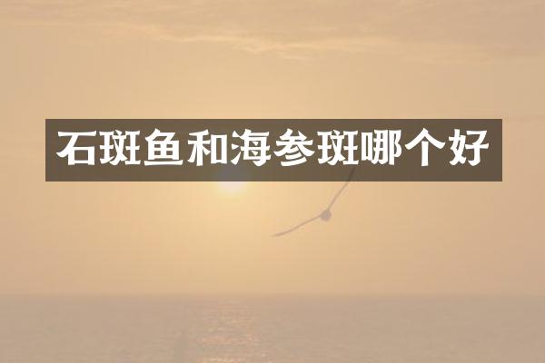 石斑鱼和海参斑哪个好