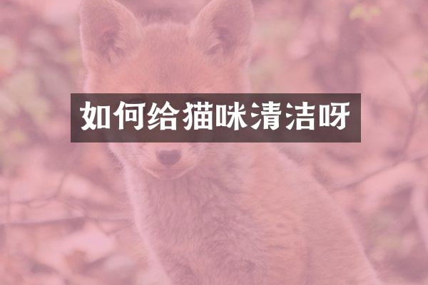 如何给猫咪清洁呀