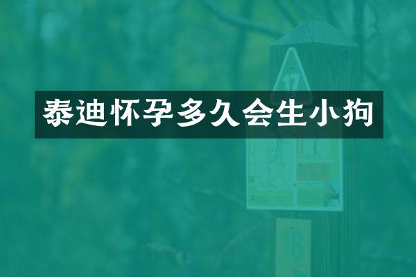 泰迪怀孕多久会生小狗
