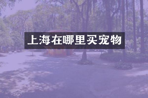 上海在哪里买宠物