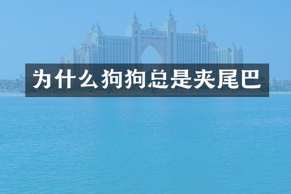 为什么狗狗总是夹尾巴