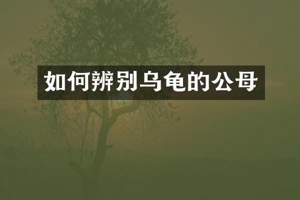 如何辨别乌龟的公母