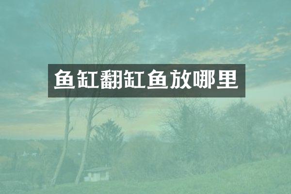 鱼缸翻缸鱼放哪里