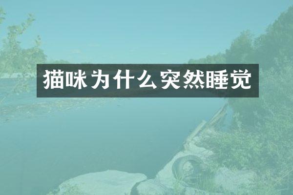 猫咪为什么突然睡觉