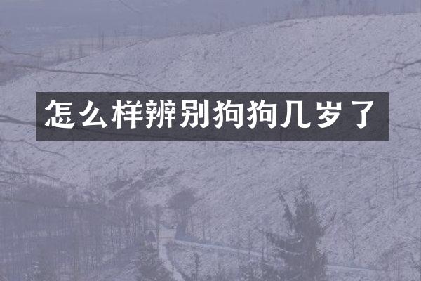 怎么样辨别狗狗几岁了
