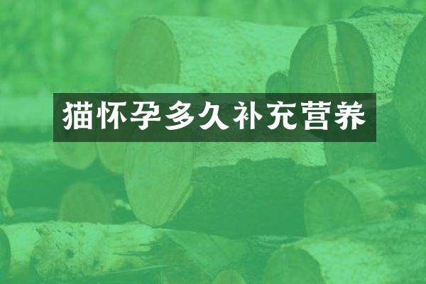 猫怀孕多久补充营养