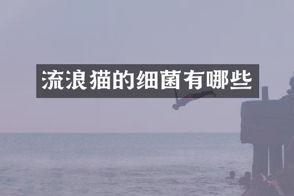 流浪猫的细菌有哪些