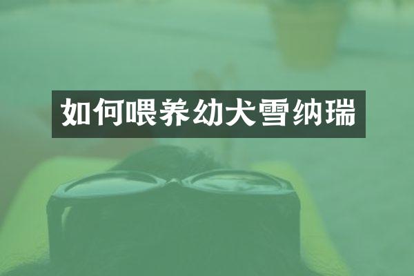 如何喂养幼犬雪纳瑞