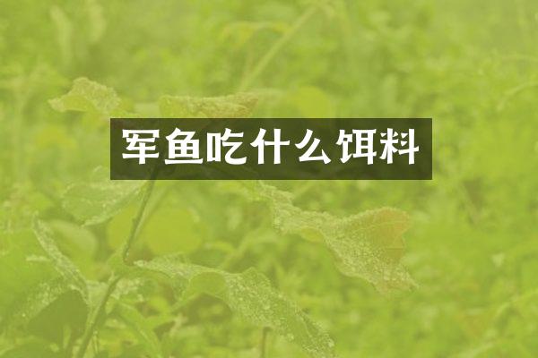 军鱼吃什么饵料